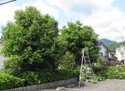 庭木の伐採、草刈り